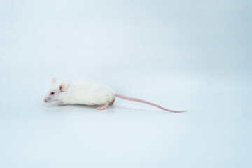 white  laboratory mice on white background