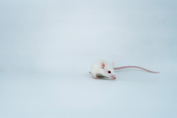 white  laboratory mice on white background