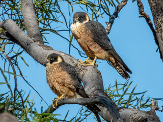 Stunning native bird found in open areas across much of Australia.