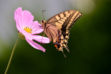 The swallowtail butterfly on the cosmos flower / コスモスにとまるアゲハ蝶