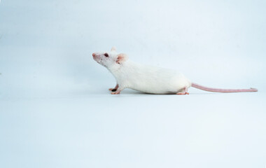 white  laboratory mice on white background