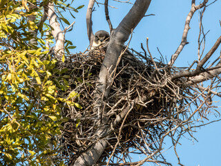 Stunning native bird found in open areas across much of Australia.