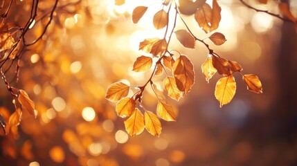 Obraz premium Golden leaves hanging from branches, illuminated by the golden hour sunlight, with a soft focus on the background