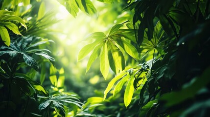 Green foliage with sunlight filtering through the leaves in a dense forest