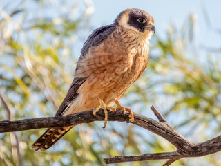 Stunning native bird found in open areas across much of Australia.