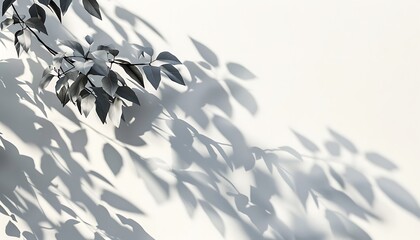 Abstract natural tree leaves on a white wall