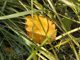 Yellow, autumn hawthorn leaf in the grass. Leaves have begun to fall from the trees. Autumn has...
