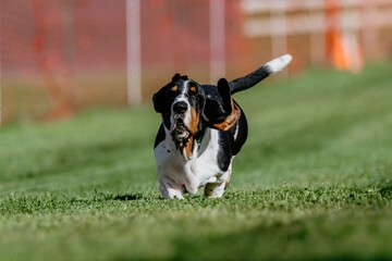 Basset Hound Running Lure Course Dog Sport