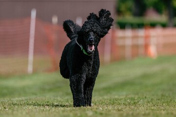 Black Purebred Standard Poodle Running Lure Course Dog Sport