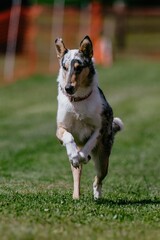 Merle Purebred Smooth Collie Running Lure Course Dog Sport