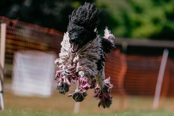 Standard Poodle With Pink Dyed Hair Running Lure Course Dog Sport