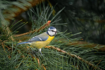 Eurasian blue tit sits on the pine tree branch