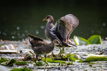 A young common moorhen birds
