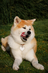 A female dog Akita breed lays on the green grass and licks its lips