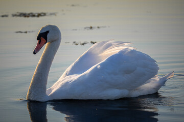 An adult mute swan swims in the water perpendicular to the camera lens