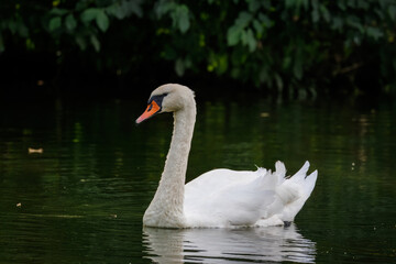 An adult mute swan swims in the water