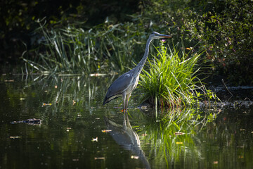 A gray heron stands in the water with green plants