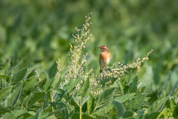A common whinchat sits on the green soybean plant