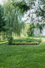 Close up view of a garden and weeping willow