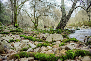 forest with dry branches and river with stones with moss