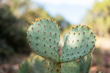 Close-up of heart-shaped prickly pear cactus with soft background.