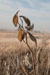 Frost-covered dried milkweed pod in a serene rural winter prairi