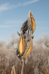 Frost-covered dried milkweed pod in a serene rural winter prairi