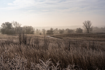 A foggy rural field with frost-covered trees and prairie grasses