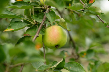 A green and red apple ripening on an apple tree with green leave