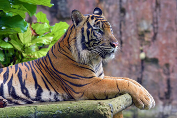 Close up photo of a sumatran tiger