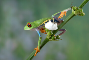 Red eyed tree frog hanging on a leaf