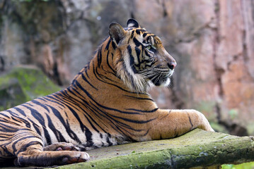 Close up photo of a sumatran tiger