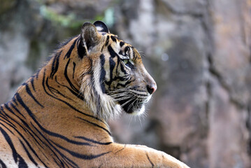 Close up photo of a sumatran tiger
