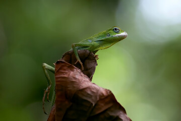 Bronchocela jubata, commonly known as the maned forest lizard