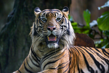 Close up photo of a sumatran tiger