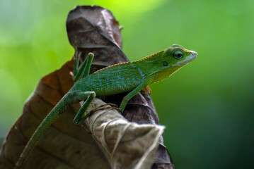 Bronchocela jubata, commonly known as the maned forest lizard