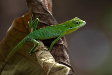 Bronchocela jubata, commonly known as the maned forest lizard