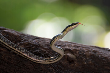 Bronzeback tree snake(Dendrelaphis formosus) on tree branch