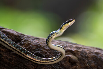 Bronzeback tree snake(Dendrelaphis formosus) on tree branch