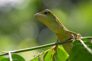 Bronchocela jubata, commonly known as the maned forest lizard