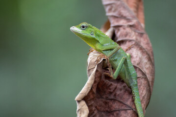 Bronchocela jubata, commonly known as the maned forest lizard