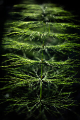 Horsetail in the forest. The plant is green in color.