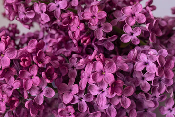Fototapeta premium Beautiful purple background from lilac flowers