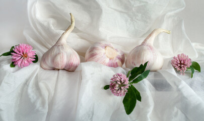 Garlic bulbs. Fresh garlic with clover flowers on white background