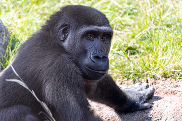 Fototapeta premium Lowland gorilla in nature