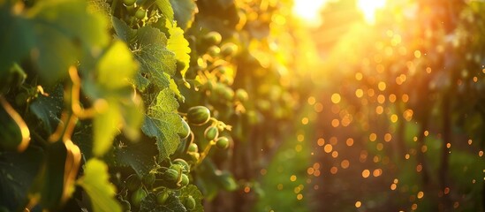 Breathtaking autumn vineyard scene with lush green vines and leaves basking in the warm golden glow of the setting sun in a picturesque countryside landscape  The serene