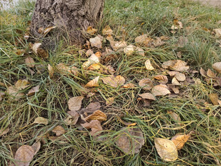 Fallen leaves near a tree in the forest. Dry, yellow leaves in the grass. Autumn has arrived. Background, space for text. Cold snap. Autumn. Autumn leaves lie on the ground.