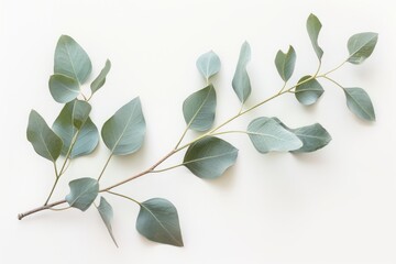 Fototapeta premium A close-up of fresh eucalyptus leaves on a clean white surface. This natural element adds beauty and calm. Ideal for botanical art or wellness themes. Generative AI