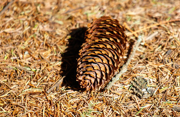 A close-up of a fir cone lying on the ground
