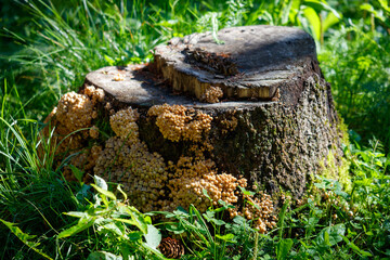 Mushrooms grow on a stump in the park
